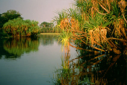 Les <i>pandanus</i> sont des palmiers communs dans le nord de lAustralie, comme ici aux YellowWaters, et utiliss par les aborignes dans leur pharmacope et pour la vannerie.