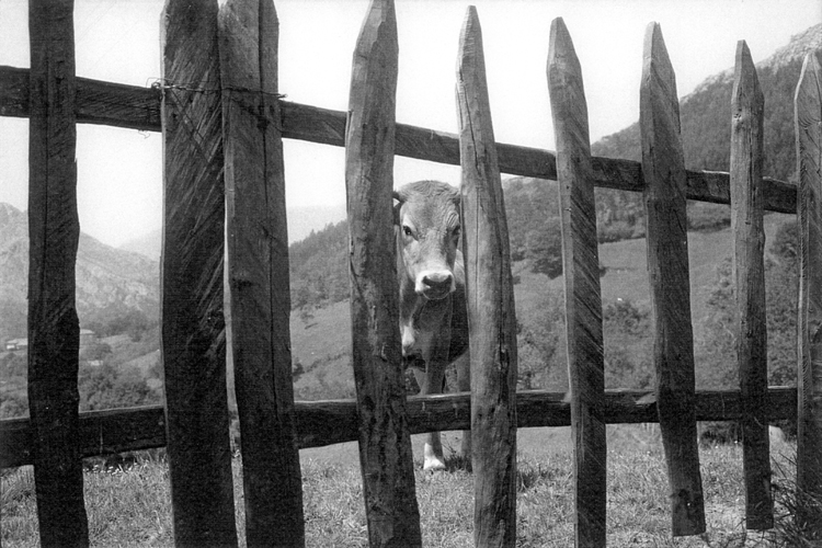 Lequel des deux observe lautre? (Asturies).