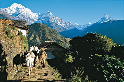 Caravaniers des montagnes. Contrairement  la rgion de lHelambu, les pistes montagneuses de la valle de la ModiKhola sont rarement empruntes par des porteurs. Sur ces reliefs escarps, le portage se fait  dos de btes, et les sentes sont envahies rgulirement par des caravanes de mulets et de chevaux.