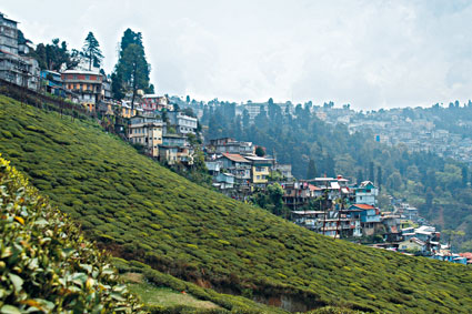 Plantations de th. Darjeeling a longtemps t un comptoir britannique: construite dans le but de contrler laccs de lEmpire  la Haute-Asie, la ville sest surtout dveloppe autour de la culture intensive du th. Loin des demeures coloniales, les maisons de style cohabitent aujourdhui avec des btiments plus modernes.