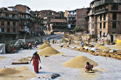 En mars, dans le sud du Yunnan, le vert tendre des crales contraste avec locre de la terre. Les terrasses en eau sont prtes  accueillir les jeunes pousses de riz, dont le repiquage, brin par brin, est un labeur harassant et chronophage.