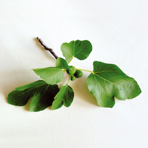 Une branche de figuier. Troquée à Klek, Croatie, par Tamara, 34 ans, économiste. « Quand je pense à la Méditerranée, ce sont avant tout les plantes qui me viennent à l’esprit : le laurier, le romarin, le mandarinier, la lavande… Mais j’ai une préférence particulière pour le figuier, d’abord parce que j’adore les figues, ensuite parce que l’odeur du figuier m’évoque instantanément la mer, l’été, les vacances. »��