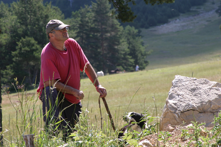 Marc Giardini, berger  Monieux(Vaucluse).��