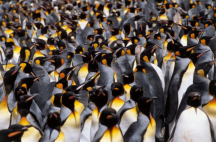 Colonie de manchots royaux <i>(Aptenodytes patagonica)</i> (Crozet).