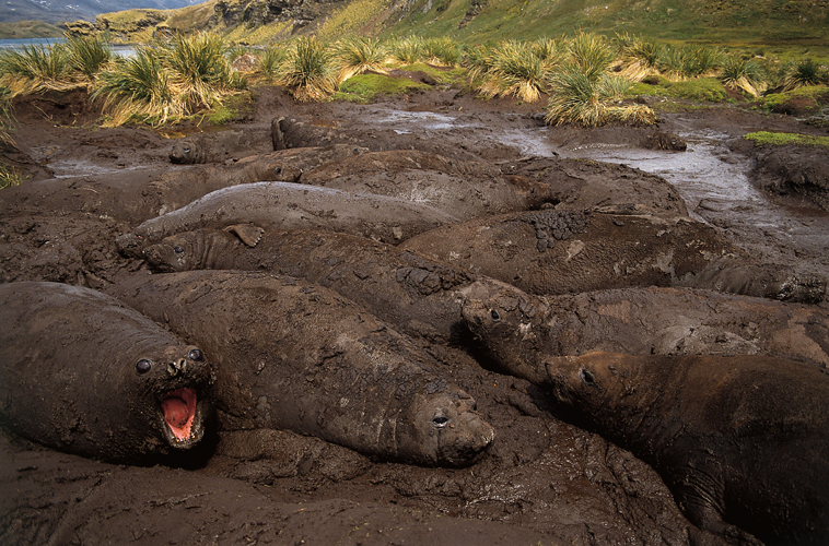 Bain de boue des femelles et des jeunes mâles éléphants de mer <i>(Mirounga leonina)</i> en cours de mue, à Leith Harbour (Géorgie du Sud).