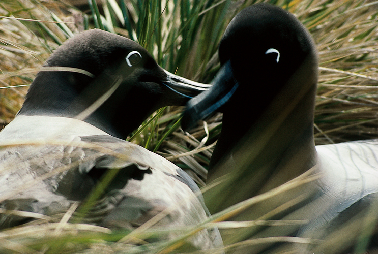 Couple dalbatros fuligineux  dos clair <i>(Phbetria palpebrata)</i> (Gorgie du Sud).