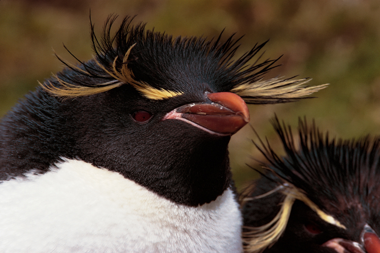 Gorfous sauteurs <i>(Eudyptes chrysocome)</i> (Kerguelen).