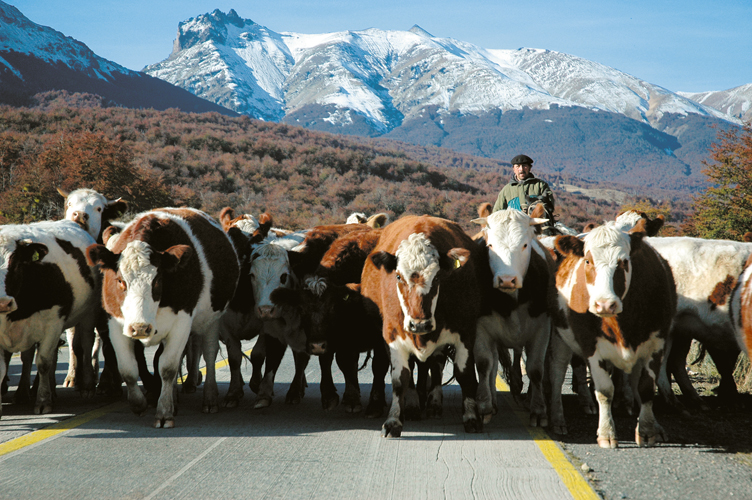 Rencontre sur la route australe  Chili.