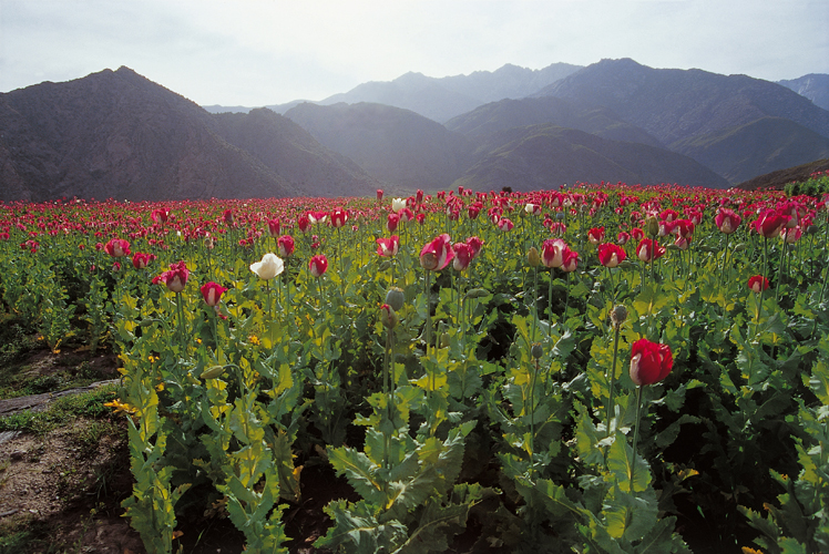 Les prcipitations et la fonte des neiges gonflent les rivires dont le flot arrache aux berges le limon qui fertilise la plaine de Jalalabad, au pied de lHinduKush.