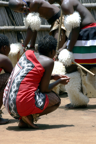 Femme swazi sadonnant  la danse de l<i>umhlanga</i> ou du roseau. Dune dure de six jours, cette danse sacre a pour but de rallier le peuple et de rendre hommage  son roi.