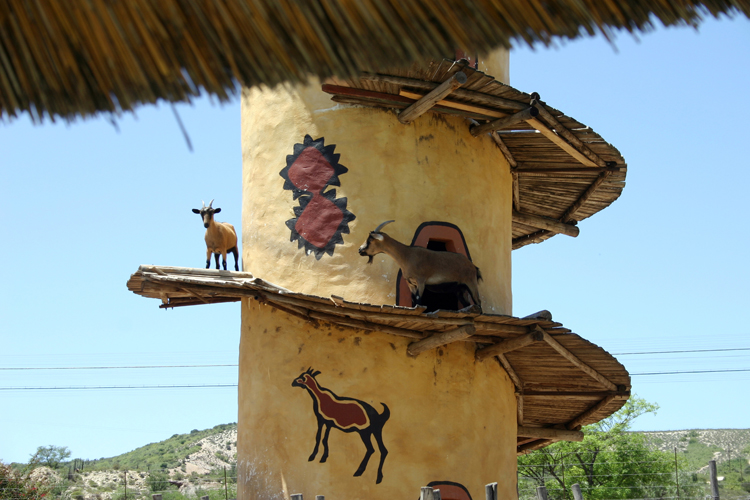 Dans le sud du pays, la rgion du Little Karoo subit un climat semi-dsertique. Outre la beaut de ses montagnes et de ses fleurs sauvages, lactivit principale est llevage dautruches.