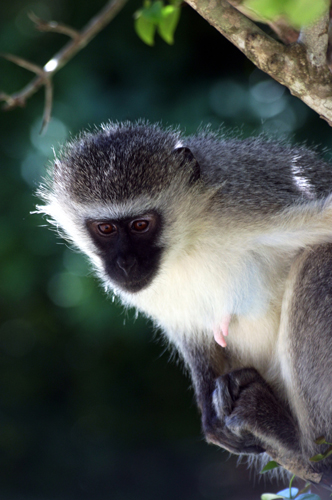 Facile  observer, le vervet est un singe qui vit principalement dans la savane boise, quoiquil ne soit pas rare de le voir dans les villes. Il se nourrit essentiellement de feuilles, de fruits mais aussi de lzards.