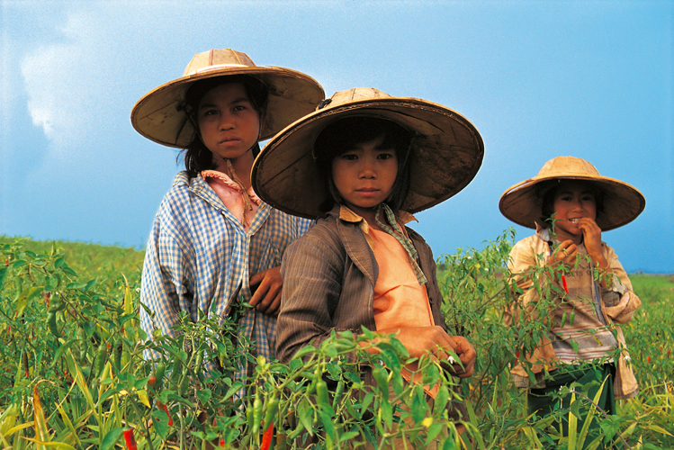Les Shan, de langue thaï, sont près de 3,5 millions. Réputés pour leurs chapeaux qui peuvent atteindre 60 cm de diamètre, ils sont majoritaires dans leur État, le plus grand de Birmanie, notamment dans la région de Pindaya où ils cultivent piments, pommes de terre et choux.