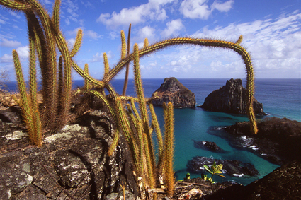 L’île volcanique de Fernando de Noronha, seule possession du Brésil outre-mer, présente la végétation caractéristique des régions semi-arides américaines. Des cactus ou <i>xique-xique</i> croissent dans les anfractuosités rocheuses du littoral.