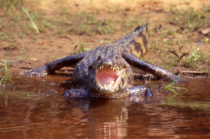 Les camans investissent les berges des rivires et les mares du Pantanal. Longs de deux mtres cinquante et farouches, ils ne menacent gure lhomme. Leur proie favorite est le piranha. Ils maintiennent leur gueule ouverte afin de favoriser lexsudation rendue difficile  travers leur peau paisse.