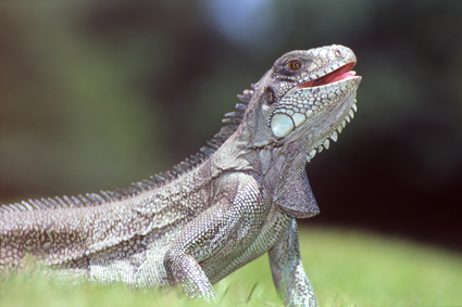 Liguane vert, capable dapnes prolonges, est  son aise dans les zones humides du Pantanal. Long dun mtre cinquante, cest le plus grand reptile dAmrique apparent au lzard.