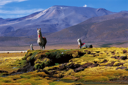 Lamas devant le volcan Isluga, Altiplano.