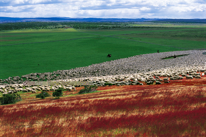 Transhumance, Patagonie.