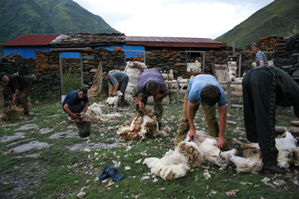 Tonte biannuelle des moutons  laide de forces: la tondeuse lectrique na pas encore fait son apparition en Touchtie.