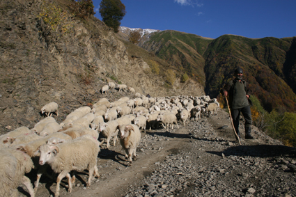 Dbut de la transhumance automnale. Les bergers empruntent alors la piste de dsenclavement de la rgion, construite par les Sovitiques aprs la Seconde Guerre mondiale.