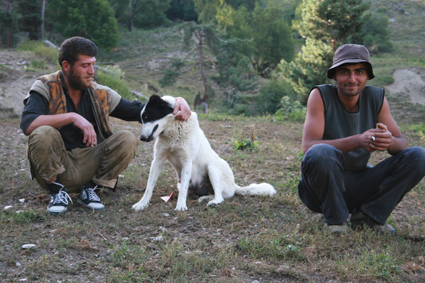  Peu aprs larrive aux estives, deux bergers rcompensent le labeur mritoire des chiens qui, durant les dernires quarante-huit dernires heures, nont pas eu une minute de repos. En dplacement, le travail est incessant.