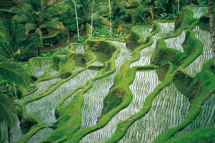 Les Balinais cultivent le moindre lopin de terre disponible. Dans la vallée de Tegallalang, les rizières en terrasses permettent de contourner l’âpreté du relief.