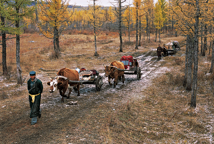 Une famille dUriyangkhai de lArig entame la migration qui la mnera, dans la taga de Badraga, jusqu ltable auprs de laquelle elle passera lhiver avec son troupeau de yacks.