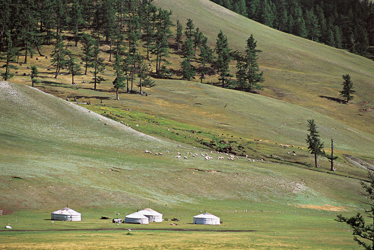 Les concentrations nomades sont saisonnires. Ici dans le massif du Khan-Khkhi (province de Zawkhan), plusieurs familles unissent leurs forces pour les tches estivales (tonte, traite, migrations, engraissement du troupeau, rparation des abris dhiver).