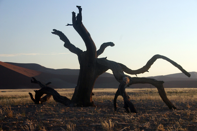 Avec leurs formes majestueuses, les dunes de Sossusvlei longent le littoral atlantique sur plus de 100km. Certaines atteignent 300mtres de hauteur et comptent parmi les plus hautes dunes au monde. Elles abritent un cosystme unique o lhumidit du brouillard et le vent viennent dposer des graines et des fragments de vgtaux qui permettent aux animaux de survivre.