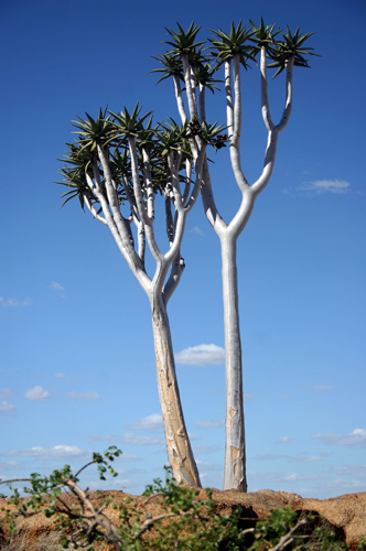 Larbre  carquois ou <i>kokerboom</i> pousse uniquement dans le sud du pays et atteint 8mtres de haut. Ses feuilles grasses prsentent lavantage de retenir leau.