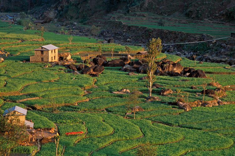 Soleil couchant sur Kosgardi, au Langtang.