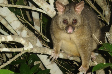 Lopossum dit <i>brushtail possum</i> <i>(Trichosurus vulpecula)</i> fut introduit en 1837 dAustralie. Cest un marsupial nocturne prsent sur 95% du territoire no-zlandais qui, en labsence dautre prdateur que lhomme, ravage sa faune et sa flore.