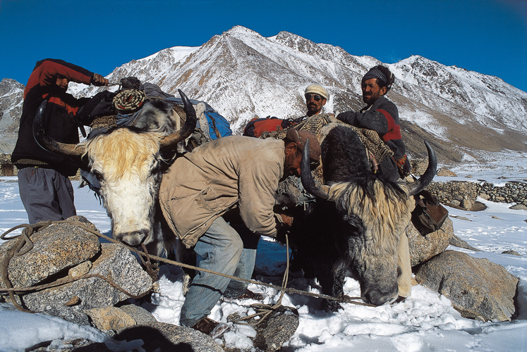 Le yack est l’animal roi des terres d’altitude en haute Asie.