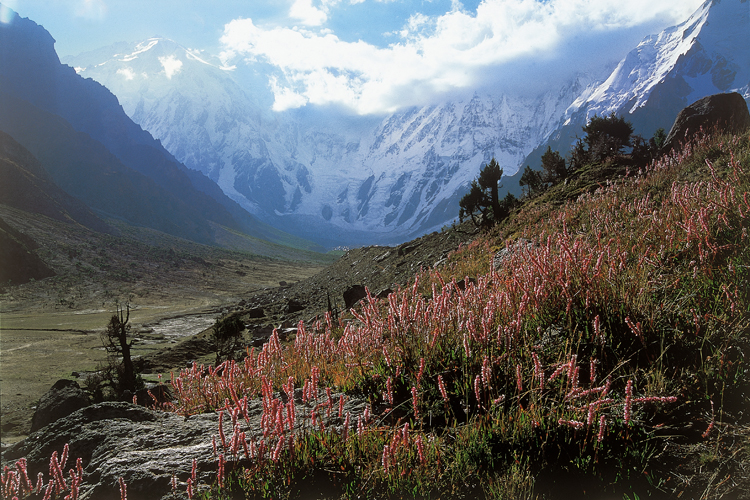 Kutagali est une vallée d’ablation sur la rive droite du glacier du Diamir. À 3 800 m, c’est un espace accueillant, fleuri de bistortes et d’edelweiss, où des genévriers s’accrochent aux flancs de la moraine.