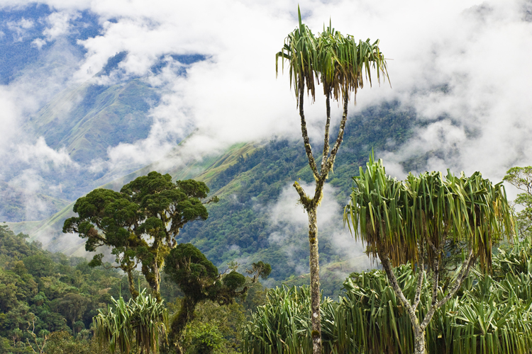 Un pandanus daltitude qui ne parvient pas  cacher la jungle des valles escarpes de la rgion de Menyamya.