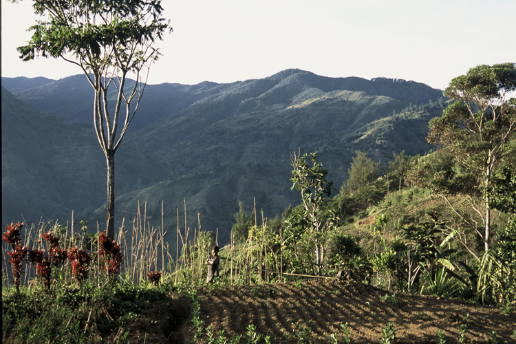 Jardin dans la province de Simbu, au cur des montagnes centrales du pays.