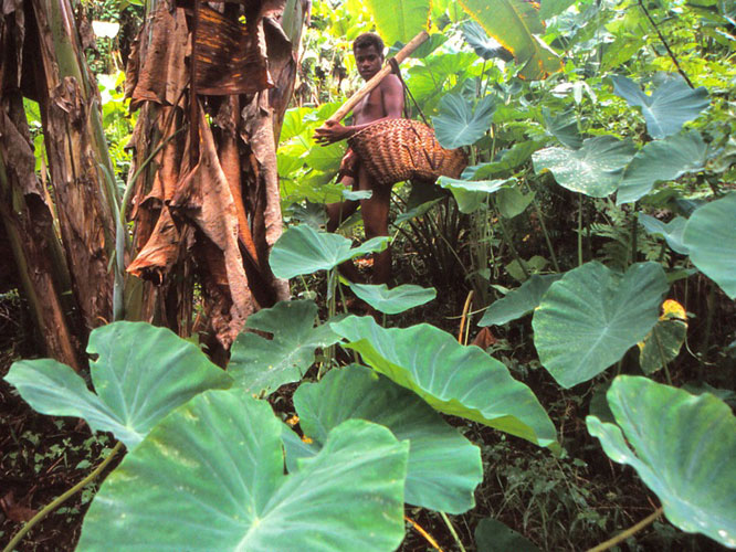 Dans les jardins de taros (Pentecte).