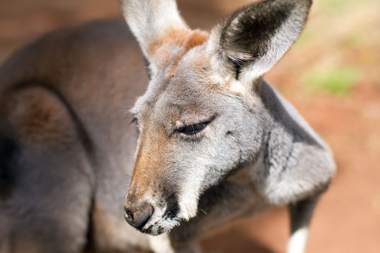 Kangourou roux au refuge de Paynes Find (Mid West).