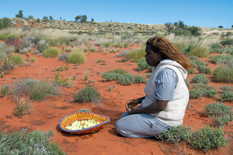 Cueillette des <i>wamurla</i> (tomates sauvages) prs de Punmu  Grand Dsert de sable (Pilbara).