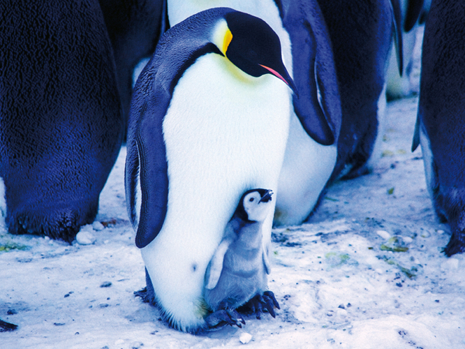 Les manchots empereurs sont un symbole de lAntarctique. Plus grands que tous les autres, ils ont la particularit de se reproduire en hiver, sur la banquise. Protger et nourrir leur progniture durant la saison des blizzards est un dfi et leur russite la preuve de leur adaptation parfaite  cet environnement.