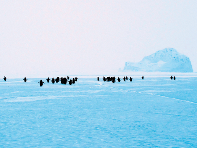 Au dbut du printemps, les manchots Adlie reviennent de leur migration. Par petits groupes, ils trottinent sur la banquise pour rejoindre leur site de nidification habituel install sur un des lots de larchipel.