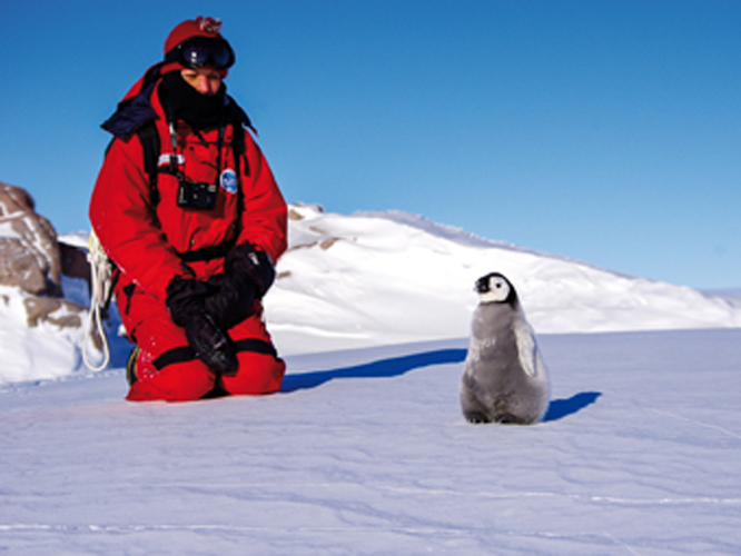 Au printemps, les poussins empereurs chappent  la surveillance de leurs parents. Seuls, ils se retrouvent exposs aux dangers que reprsentent les prdateurs ou les fissures dans la glace de mer.