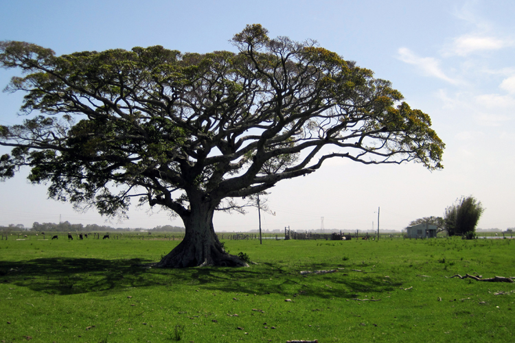 Dans les pampas des confins méridionaux du Rio Grande do Sul, les arbres sont rares mais n’en demeurent pas moins majestueux.