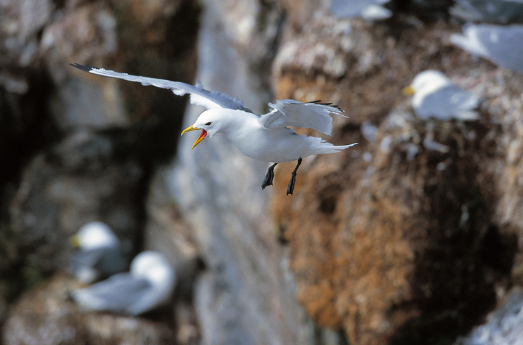 Mouette tridactyle. Baie du Roi, le du Spitzberg, Svalbard.