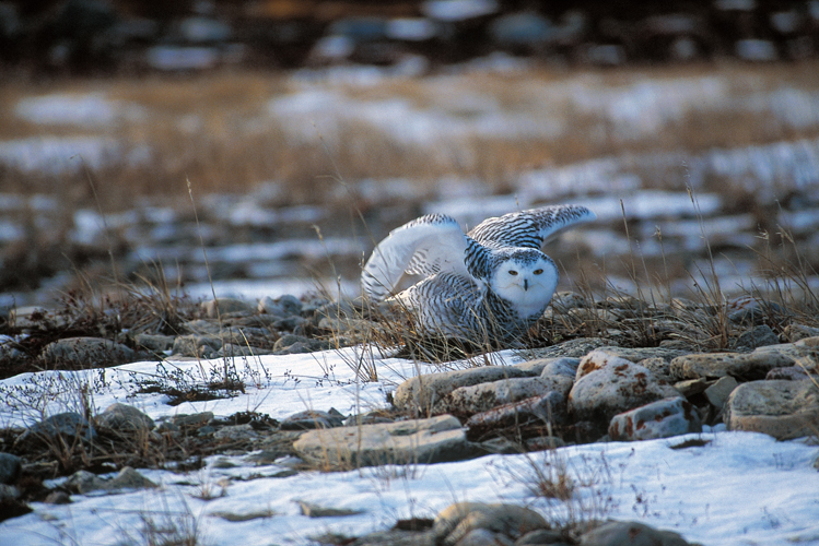 Harfang. Rgion de Churchill (Manitoba), baie dHudson.