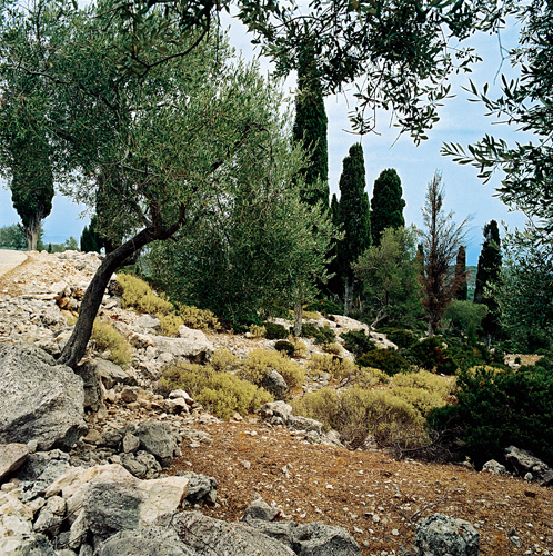 Cyprs et oliviers. le dIthaque, mer Ionienne, Grce.