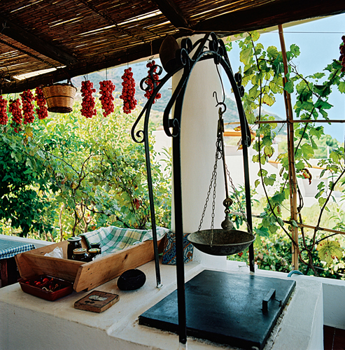 Pergola et vigne. Troade, Bithynie, Turquie.