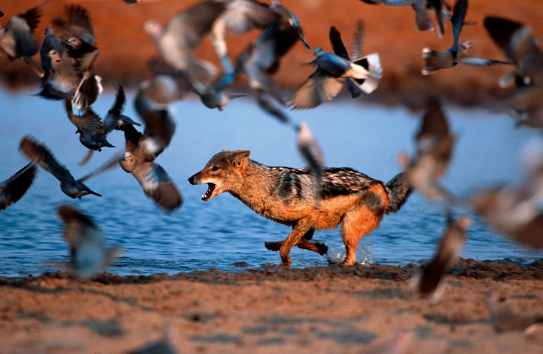 Chacal  chabraque <i>(Canis mesomelas)</i> chassant des tourterelles, parc national Etosha, Namibie.