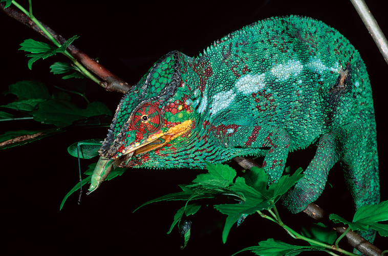 Camlon panthre <i>(Furcifer pardalis)</i>, Madagascar.