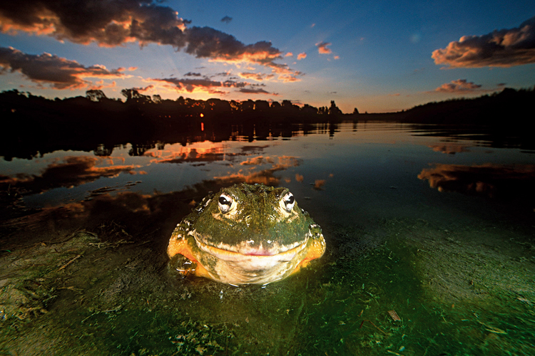 Grenouille taureau <i>(Pyxicephalus adspersus)</i>, Afrique du Sud.